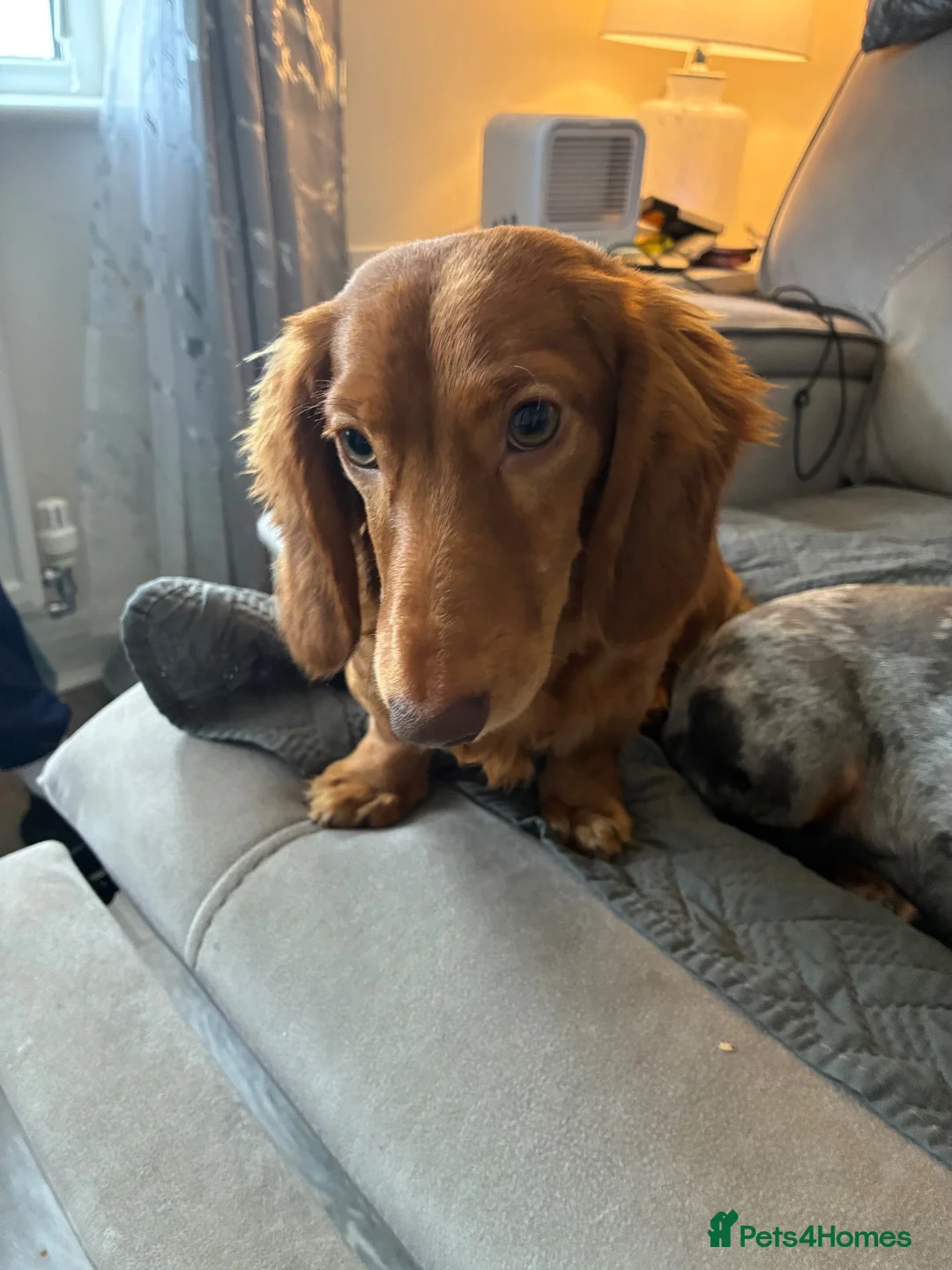 Dachshund dogs for sale: Mrs Sharon McLaughlin  - Advert 2