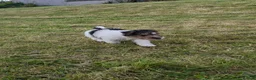 Fox Terrier dogs for sale: Wire fox terrier puppies for sale in Leven - Advert 3