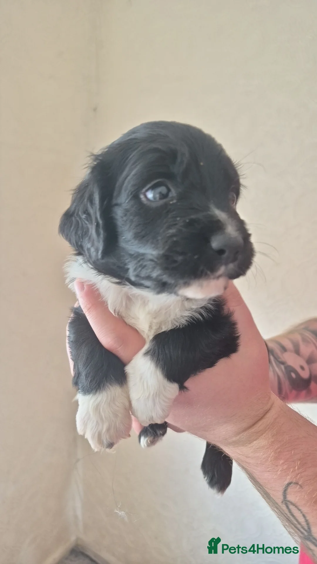 Mixed Breed dogs for sale: Sprolliedor puppies  - Advert 2