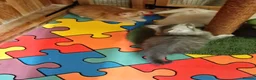 Maine Coon cats for sale: Maincoon kittens  - Advert 6