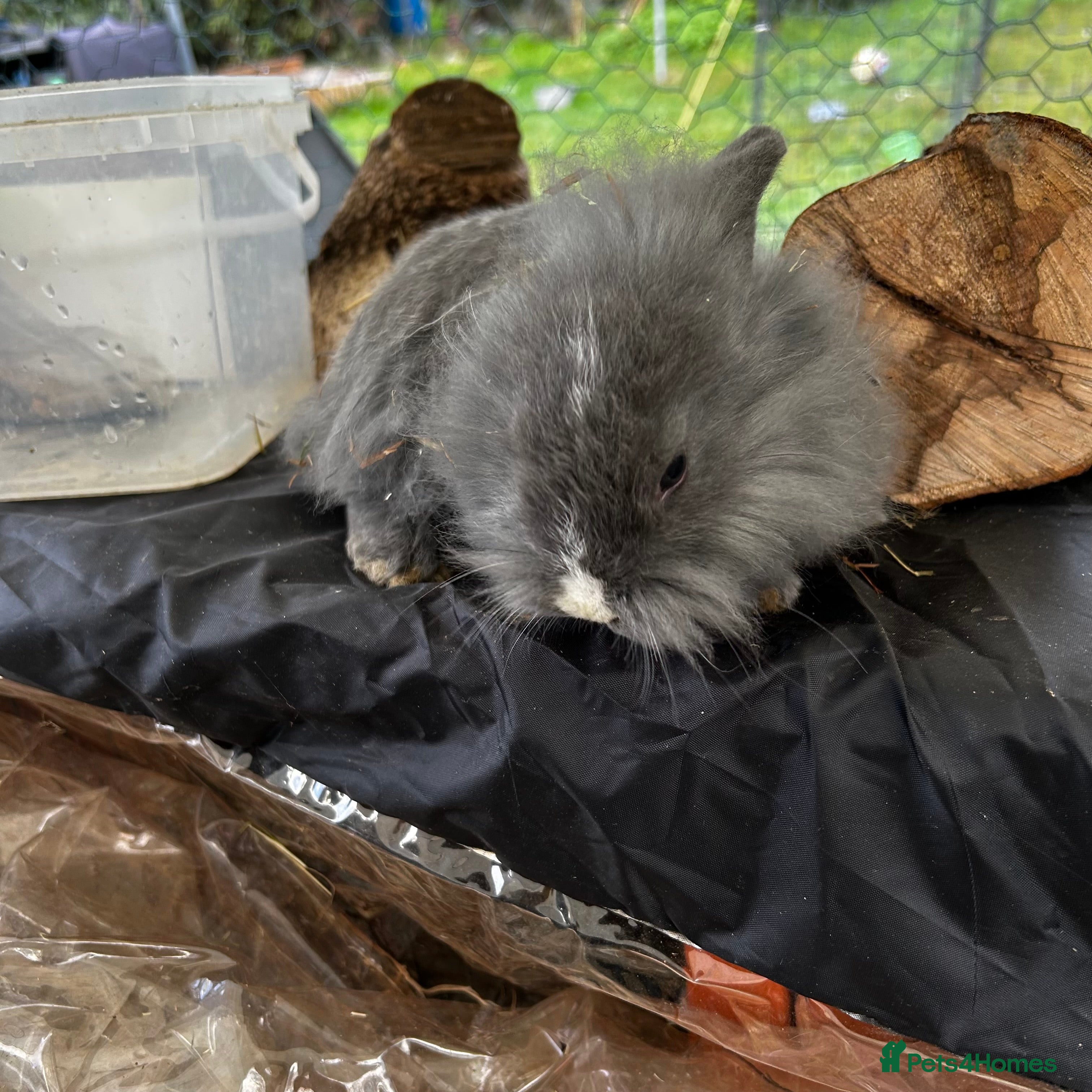 Mixed Breed rabbits Adorable Mini lop mix loin head babies  - Advert 22