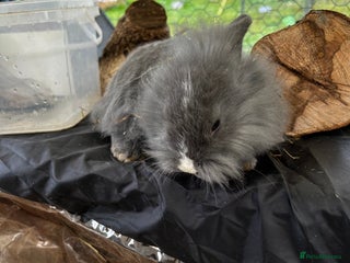 Mixed Breed rabbits Adorable Mini lop mix loin head babies - Advert 20