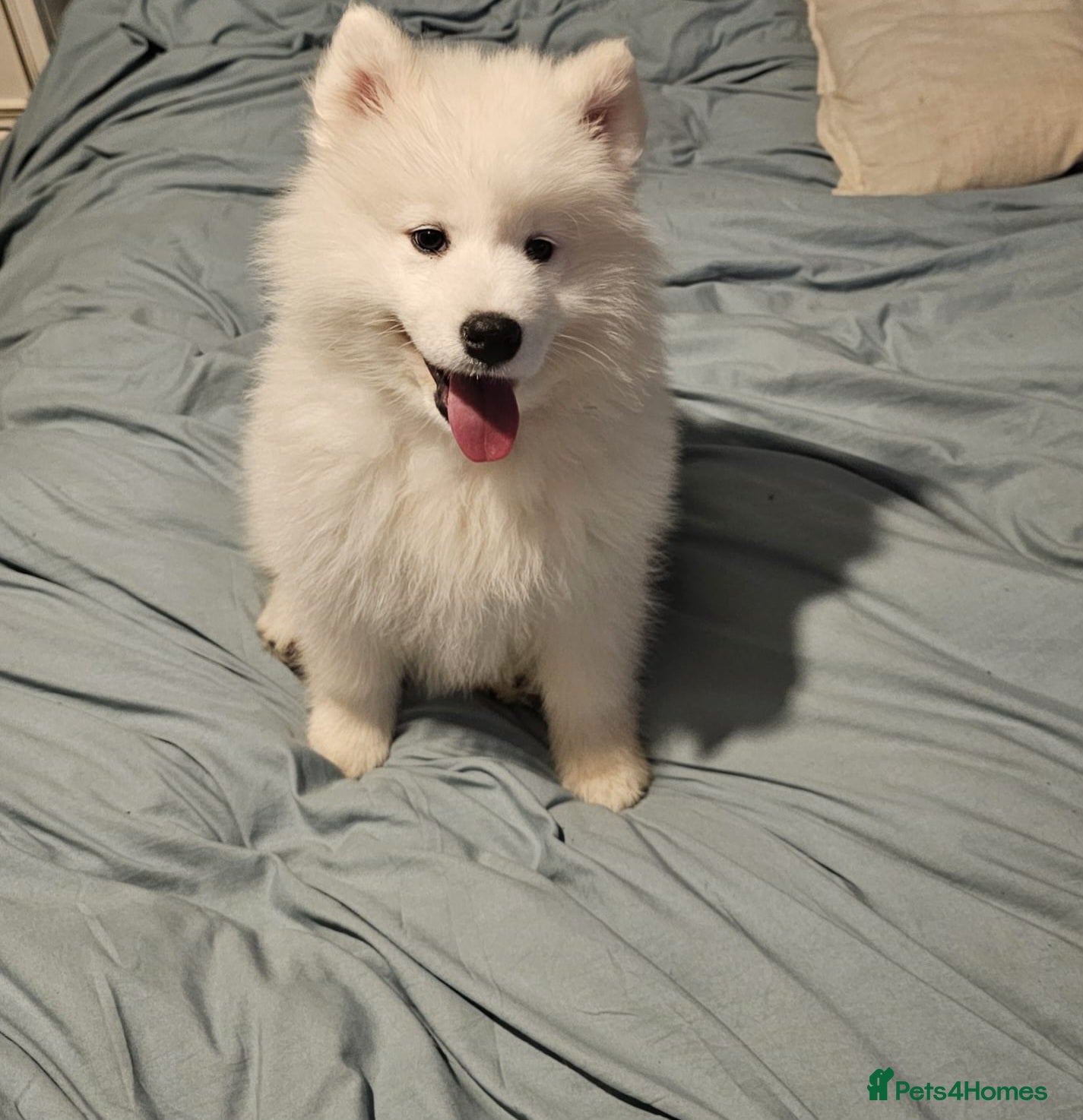 Samoyed dogs 1 samoyed girl left  - Advert 2