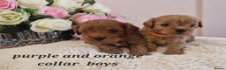 Cavapoochon dogs for sale: Beautiful cavapoochon puppies  - Advert 11