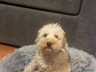 Cockapoo dogs Cockapoo F1B puppies - Advert 2