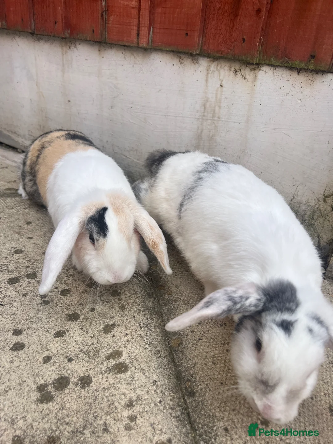 English Lop rabbits for sale: Reluctantly having to rehome our rabbits  in Warrington - Advert 4