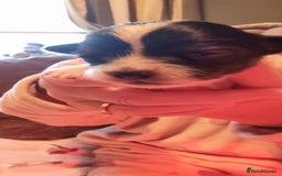 Chihuahua dogs for stud: Stud long haired white Chihuahua  in Coatbridge - Image 15