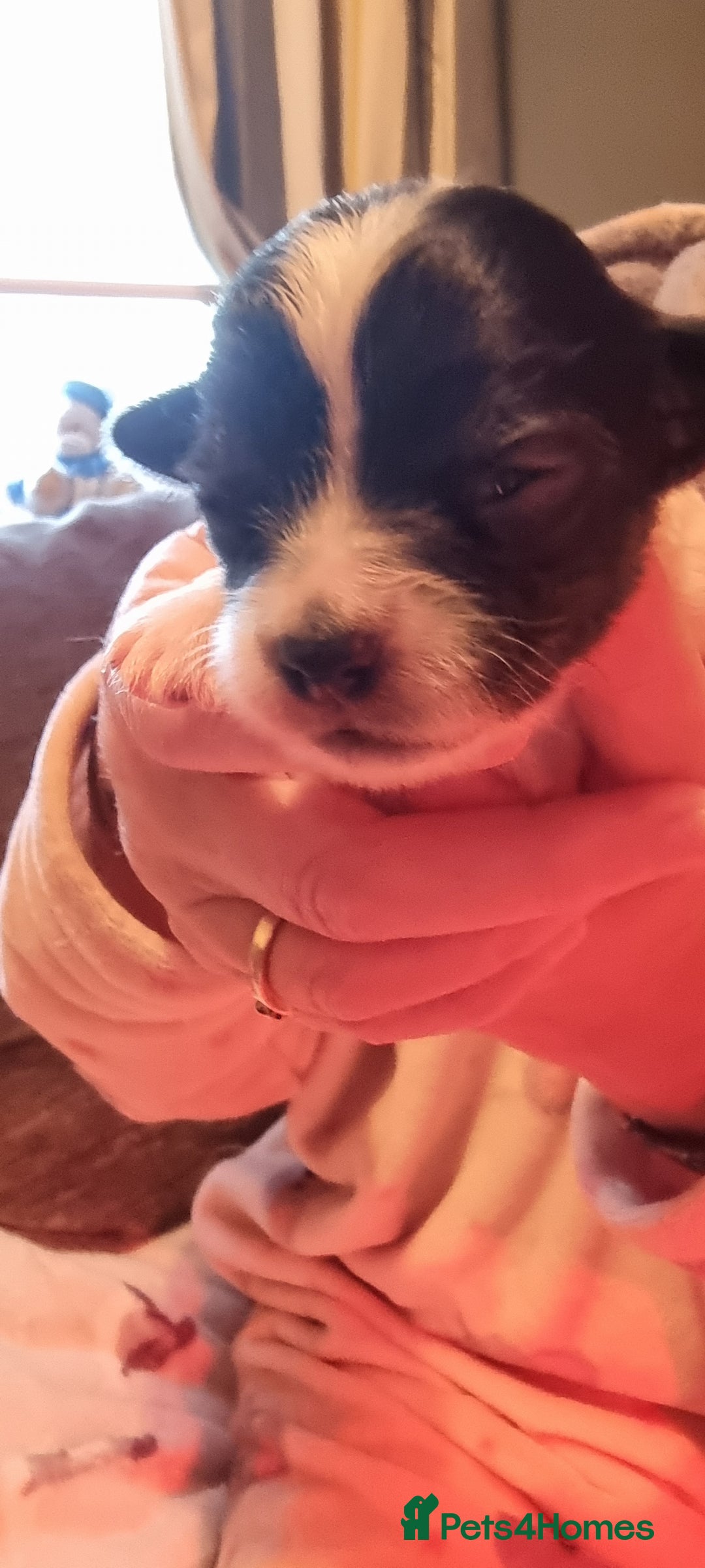 Chihuahua dogs for stud: Stud long haired white Chihuahua  in Coatbridge - Image 15
