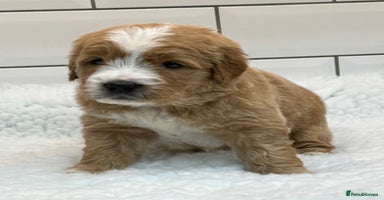 Double Doodle dogs - Advert 3