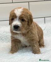 Double Doodle dogs - Advert 3