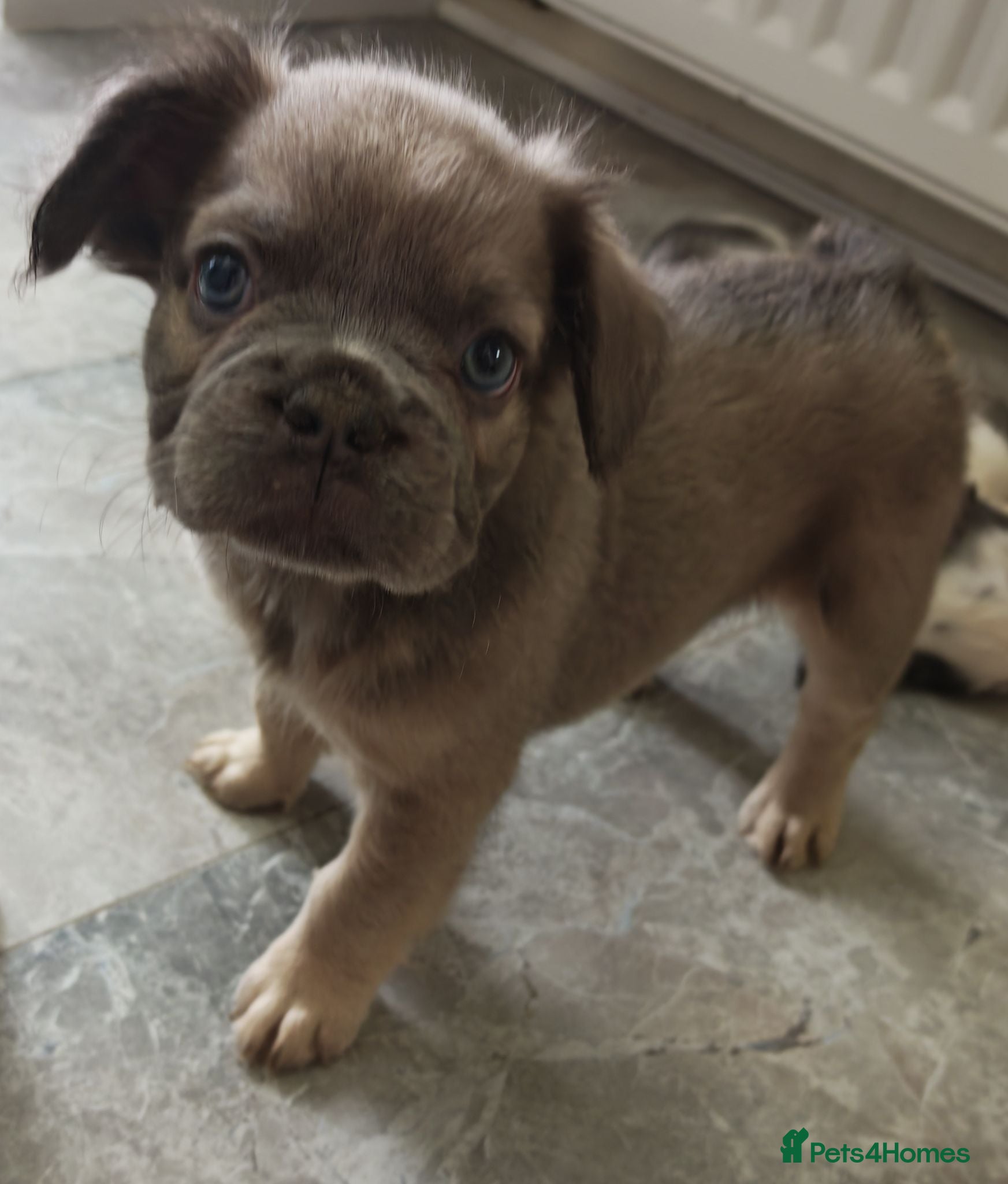 French Bulldog dogs Fluffy French Bulldogs - Advert 2