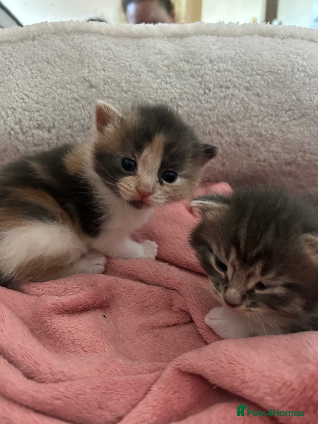 Domestic Shorthair cats for sale: Fluffy kittens for sale - Image 5