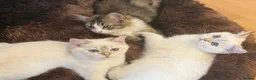 British Shorthair cats for sale:  BRITISH SHORT HAIR WHITE COLOR POINT - Advert 9