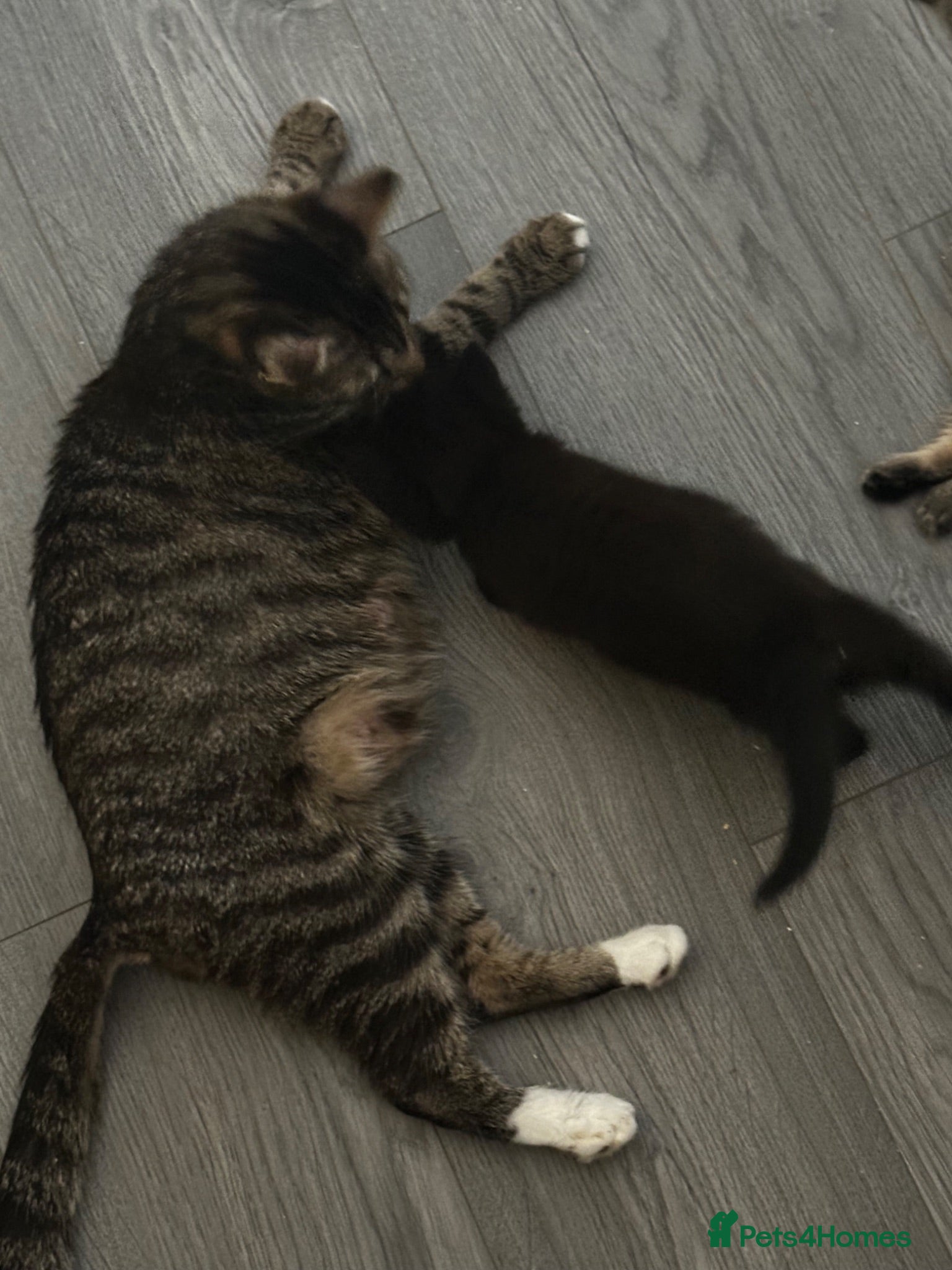 British Shorthair cats British Shorthair mix Kittens - Advert 2