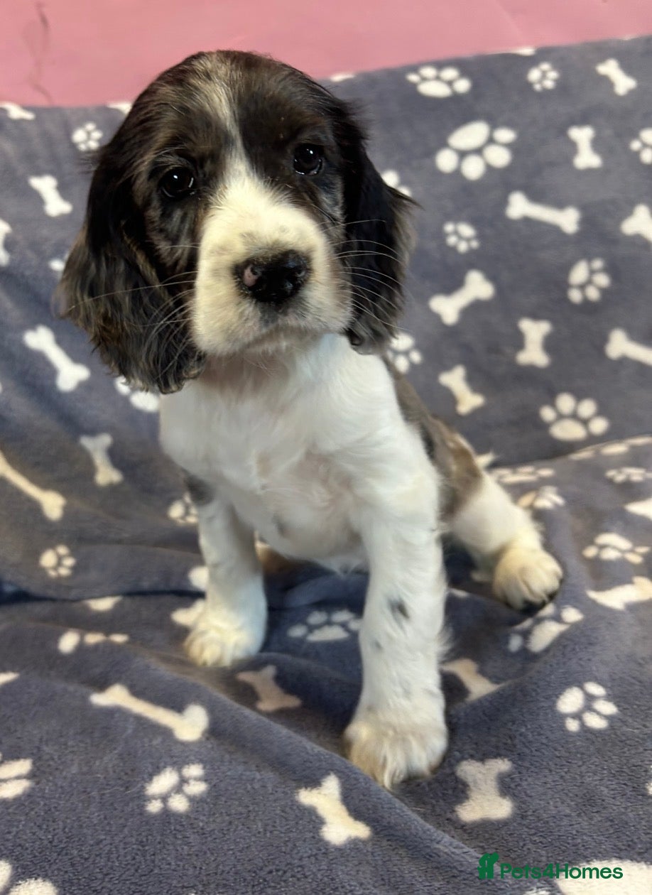 Cocker Spaniel dogs Ready for new homes-health tested and clear!! - Advert 14