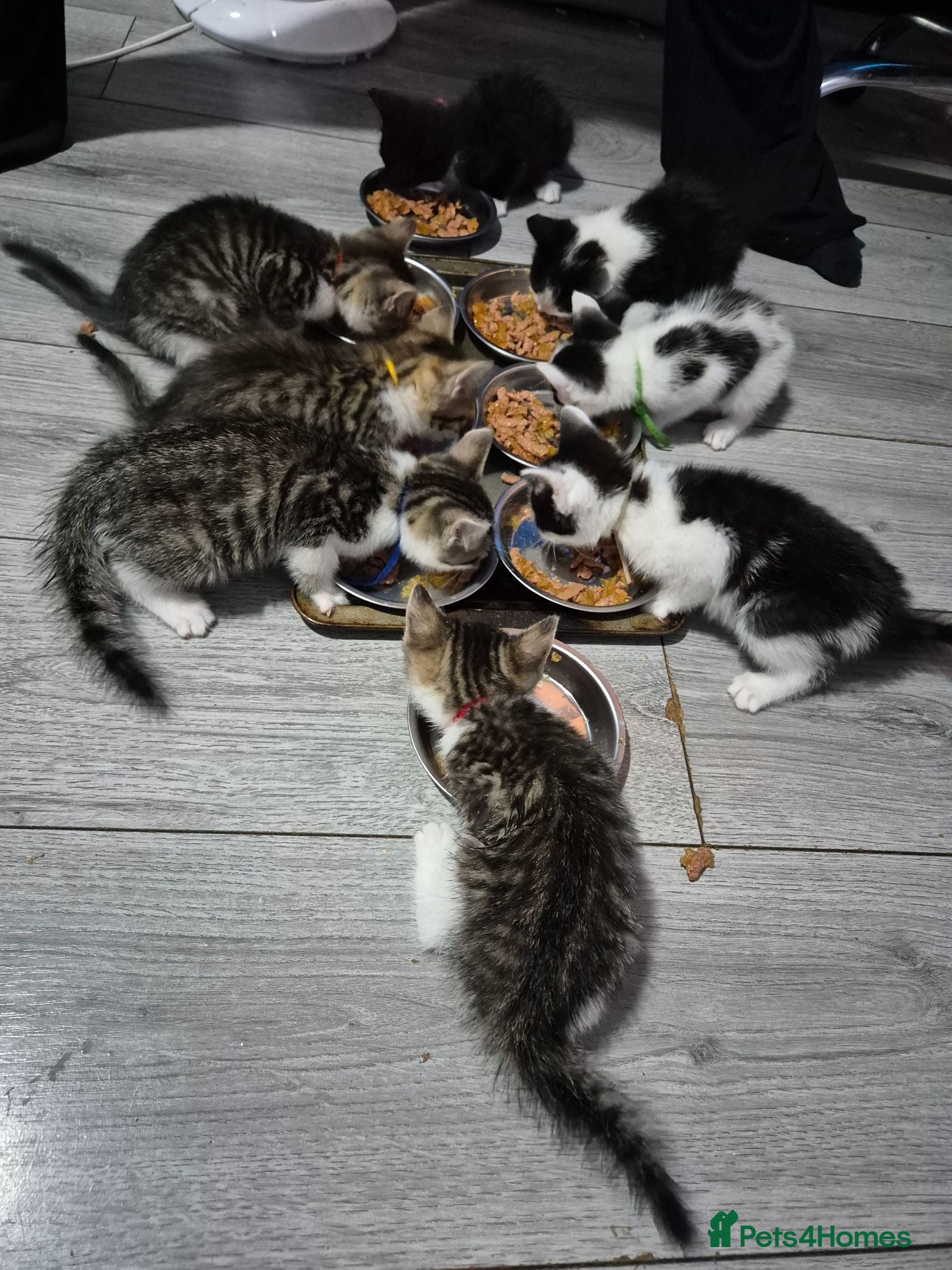 British Shorthair cats 8 beautiful kittens- ready to go - Advert 1