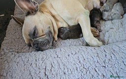 French Bulldog dogs for sale: Gorgeous french bulldogs - Image 27