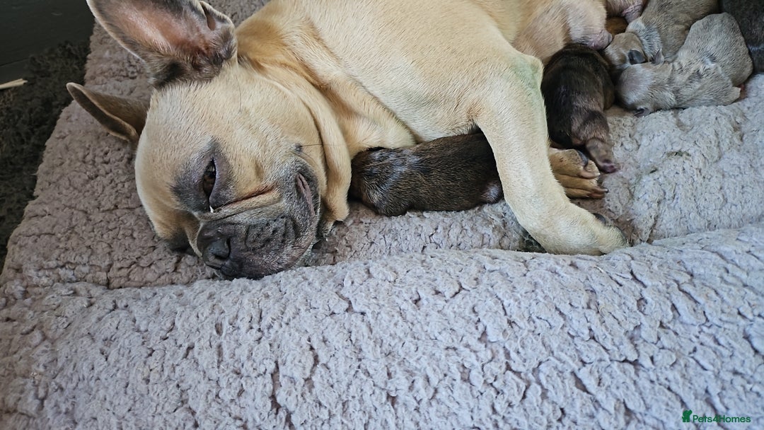 French Bulldog dogs for sale: Gorgeous french bulldogs - Image 27