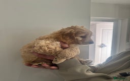 Cockapoo dogs for sale: Male cockapoo puppy’s  - Image 2