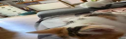 Mixed Breed cats for sale: Female Cat in Woking - Advert 8