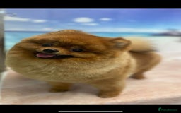 Pomeranian dogs for sale: Pomeranian show quality boy - Image 14