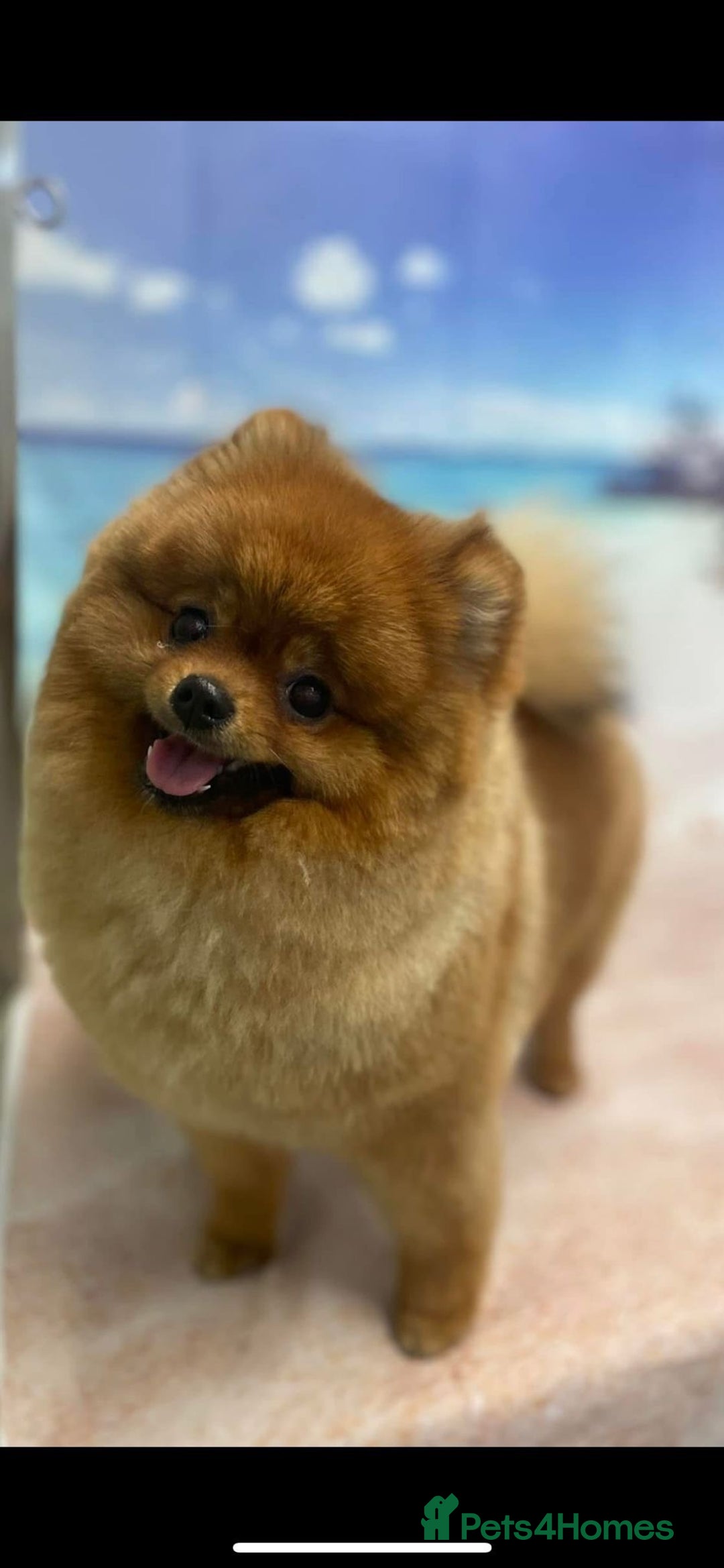 Pomeranian dogs for sale: Pomeranian show quality boy - Image 14