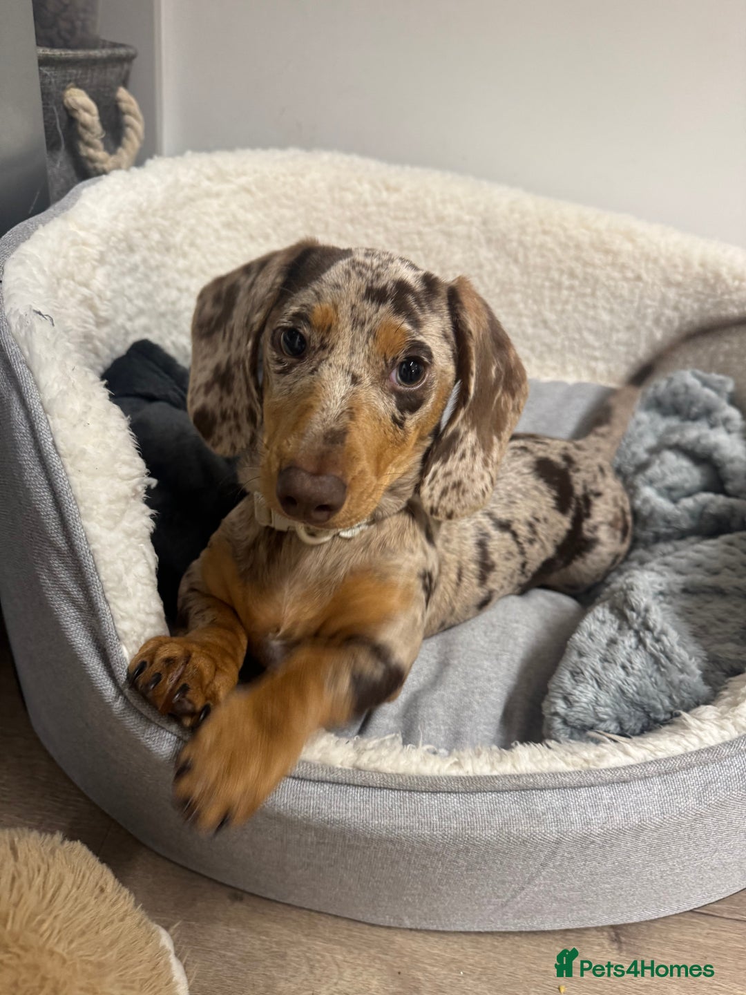Miniature Dachshund dogs for sale: beautiful dapple miniature daschund girl🤍  - Advert 1