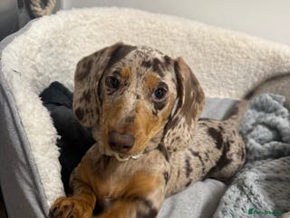 Miniature Dachshund dogs beautiful dapple miniature daschund girl🤍 - Advert 1