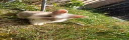 Mixed Breed rabbits for sale: Rabbits in Worcester - Advert 2