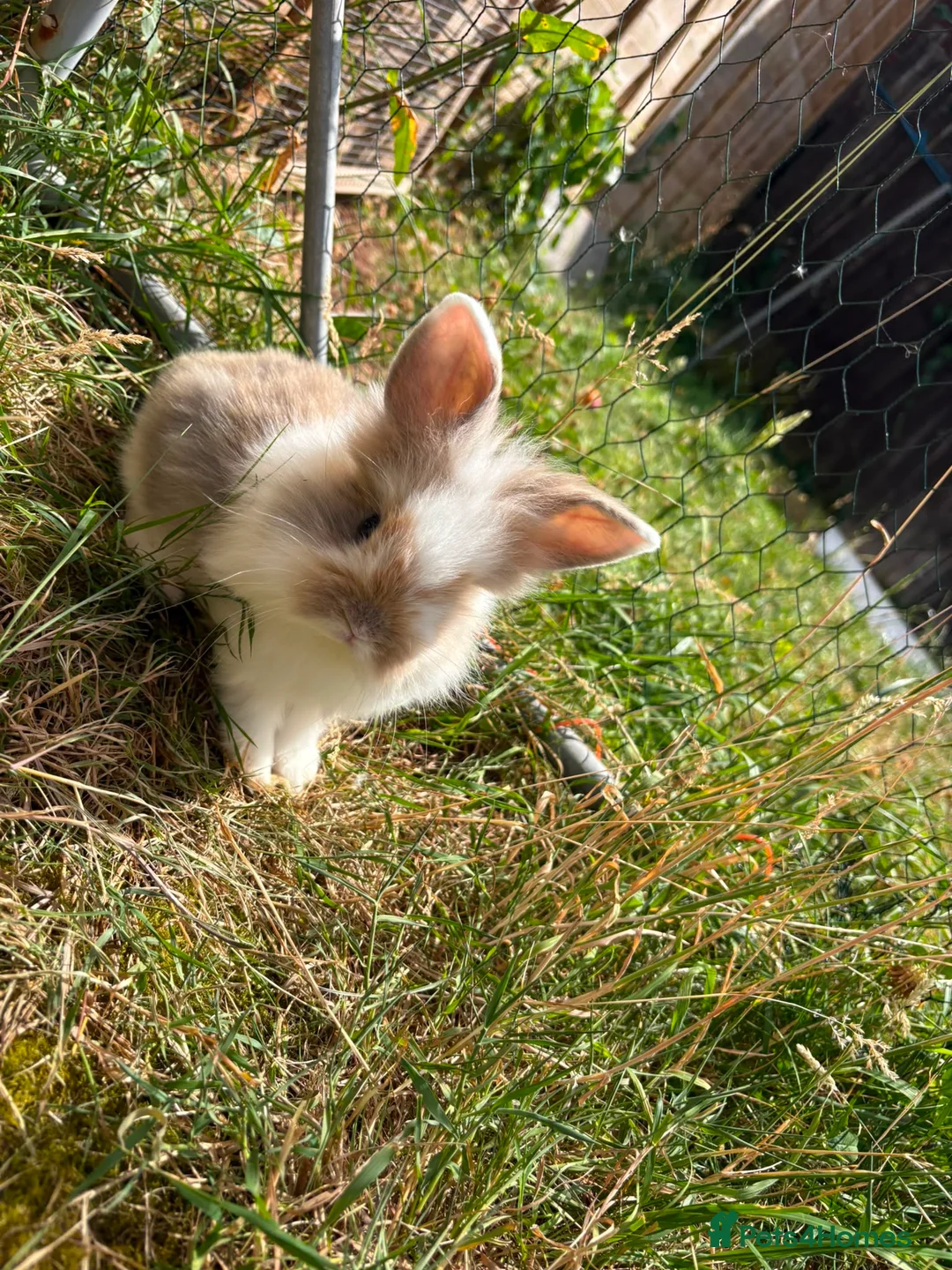 Mixed Breed rabbits for sale: Rabbits in Worcester - Advert 2
