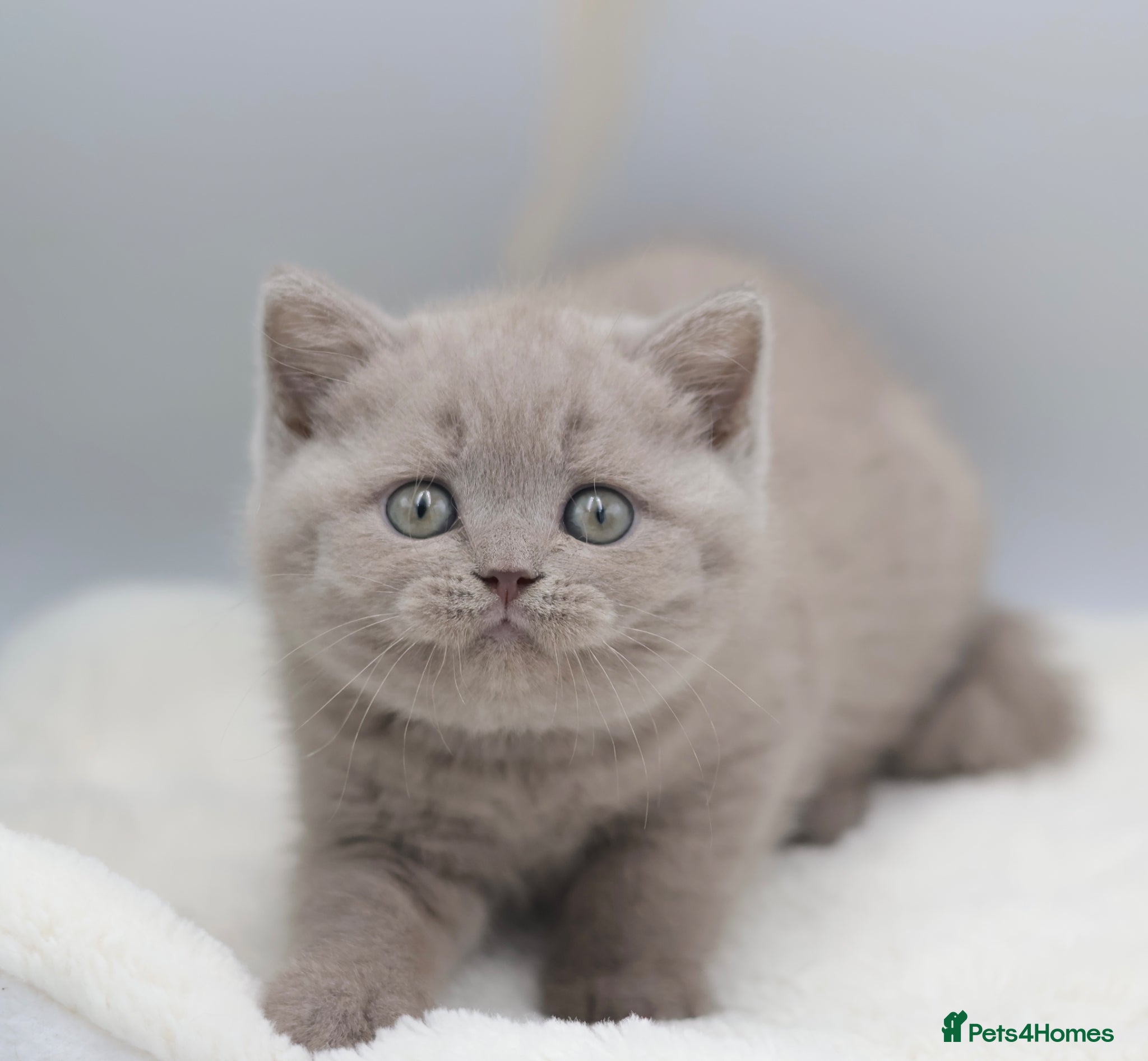 British Shorthair cats PEDIGREE REGISTERED CHUNKY BRITISH SHORTHAIRS - Advert 1