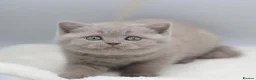 British Shorthair cats for sale: PEDIGREE REGISTERED CHUNKY BRITISH SHORTHAIRS - Advert 16