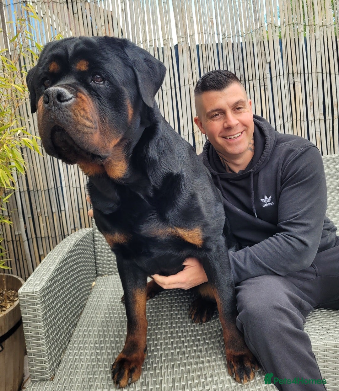 Rottweiler dogs GIANT ROTTWEILER PUPS. HEALTH, SIZE, TEMPERAMENT - Advert 1