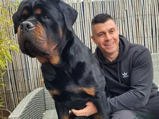 Rottweiler dogs GIANT ROTTWEILER PUPS. HEALTH, SIZE, TEMPERAMENT - Advert 1