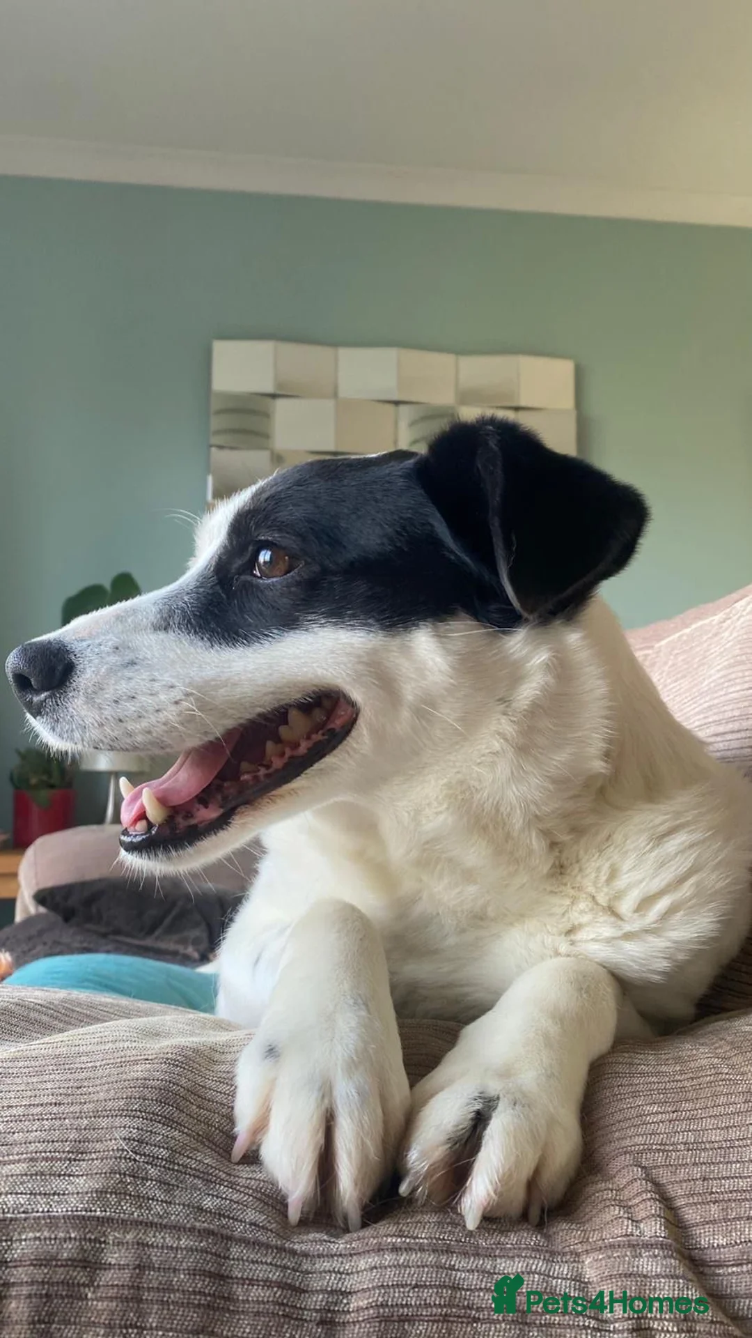 Mixed Breed dogs for adoption: Poppy  - Advert 2