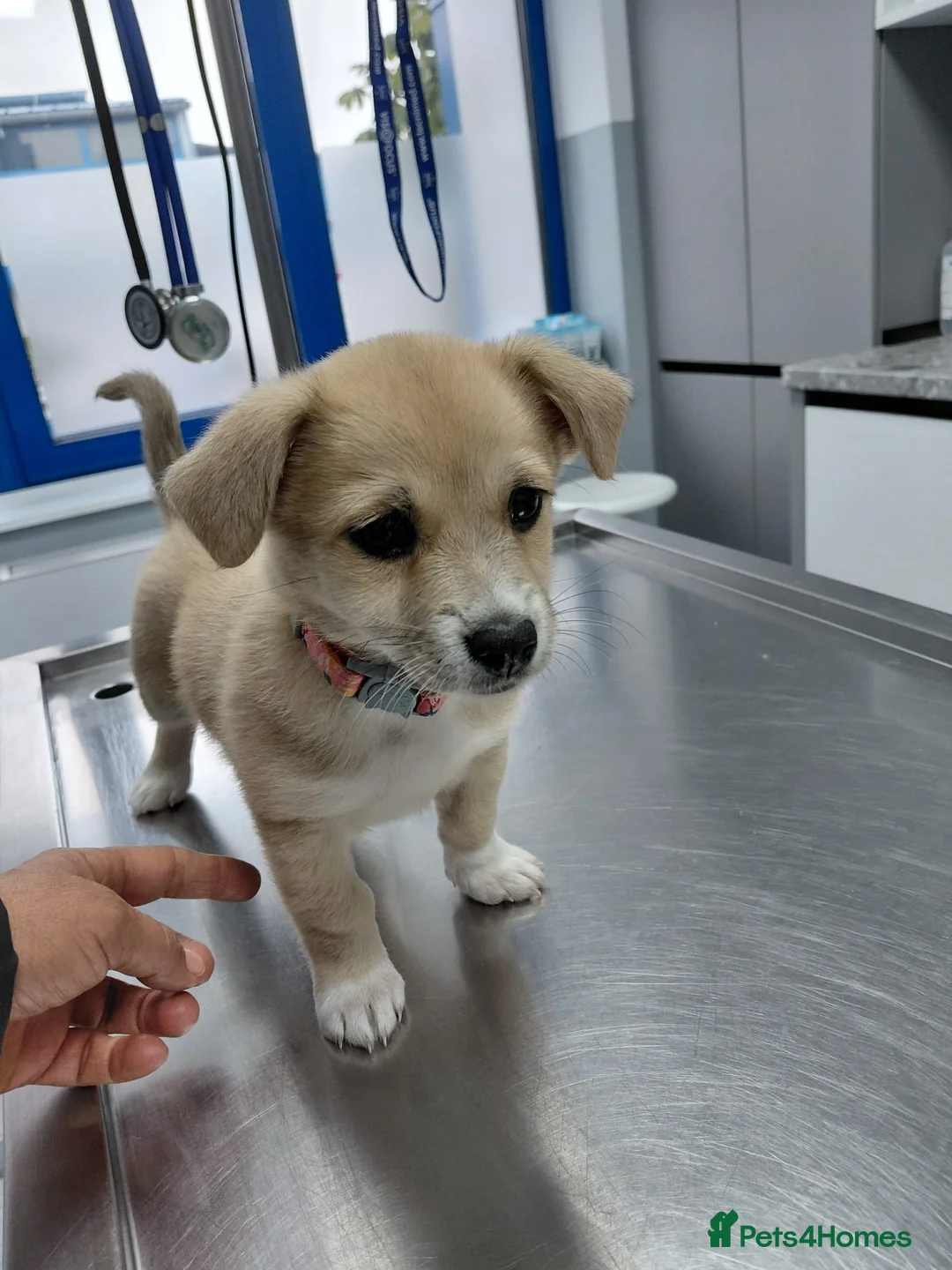 Mixed Breed dogs for adoption: 🌸Little HARA🌸- gentle, grateful and full of love - Advert 32