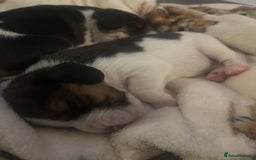 Beagle dogs for sale: Beagle  - Image 1