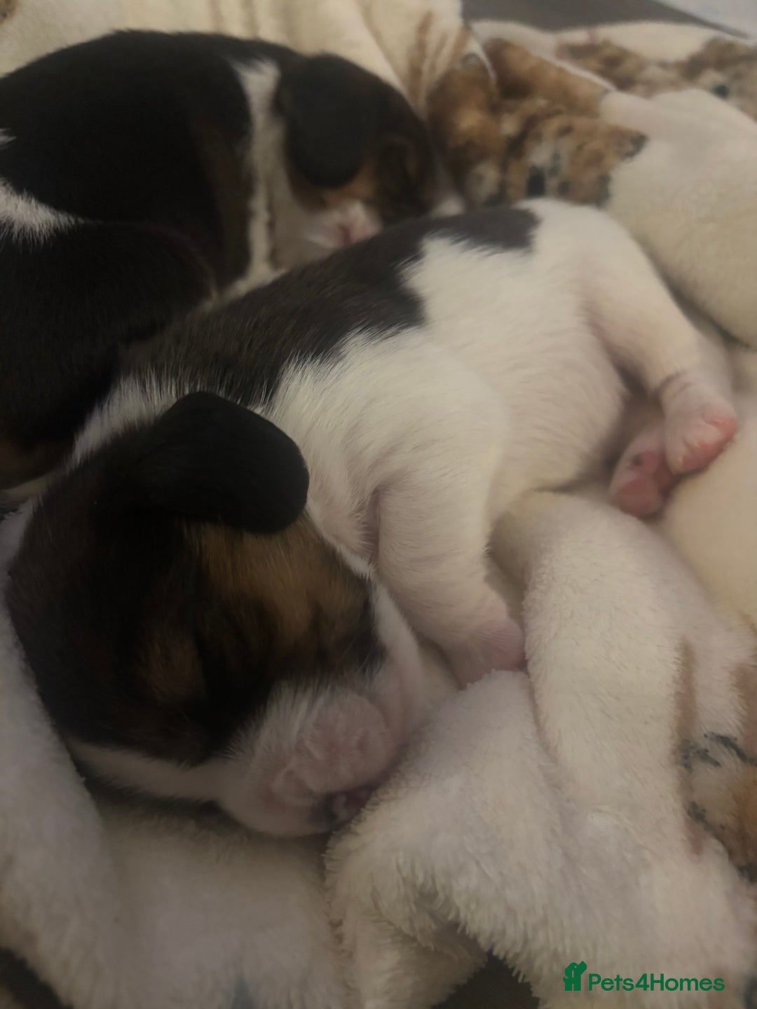 Beagle dogs for sale: Beagle  - Image 1