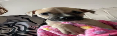 Mixed Breed 2