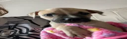 Mixed Breed dogs for sale: 2 cane corso x staffy girls  in Birmingham - Advert 7