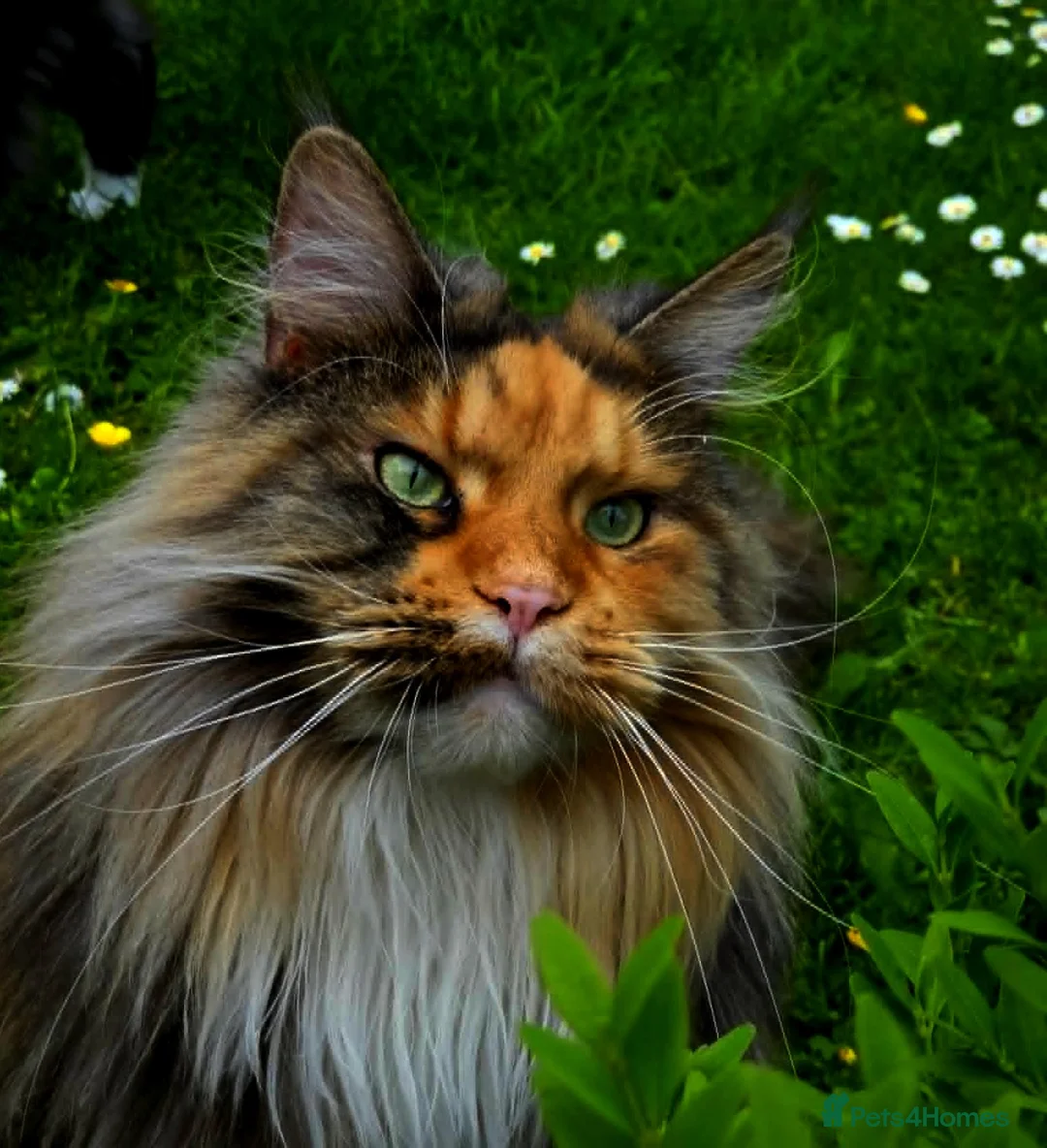 Maine Coon cats for sale: Female Maine Coon Registered FIFe - Advert 1