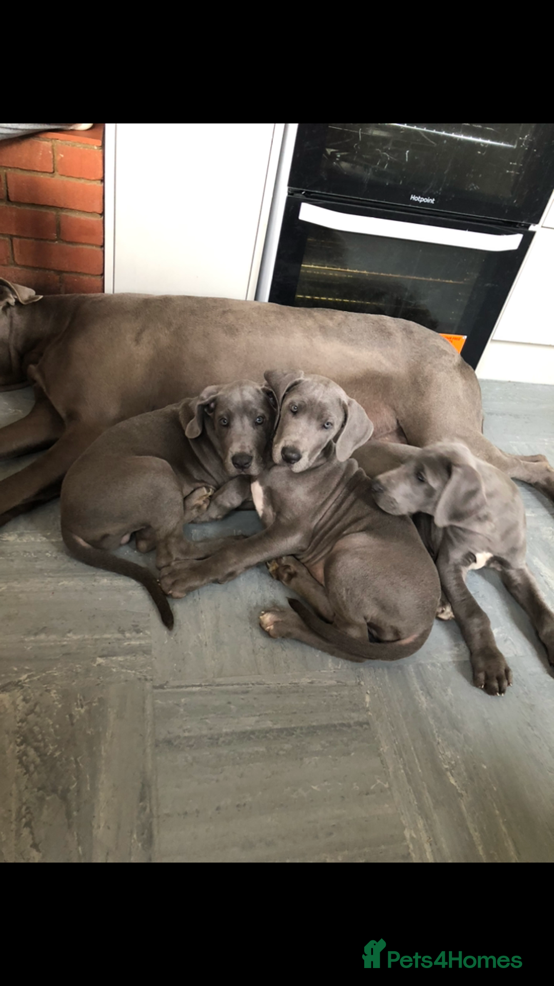 Great Dane dogs for sale: Blue Great Dane puppies - Advert 9