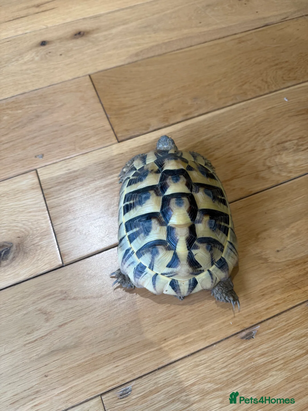 Hermann Tortoise reptiles for sale: Herman Tortoise - Advert 6