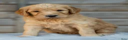 Goldendoodle dogs for sale: QUALITY F1 GOLDENDOODLE PUPPIES🌟 - Advert 10