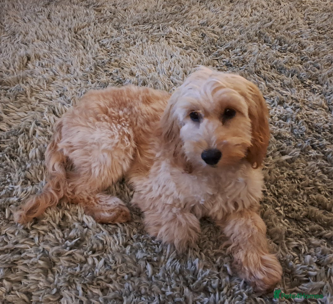 Cockapoo dogs for sale: cockerpoo - Advert 2