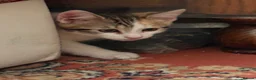 Mixed Breed cats for sale: 4 Beautiful Kittens in Erith - Advert 9