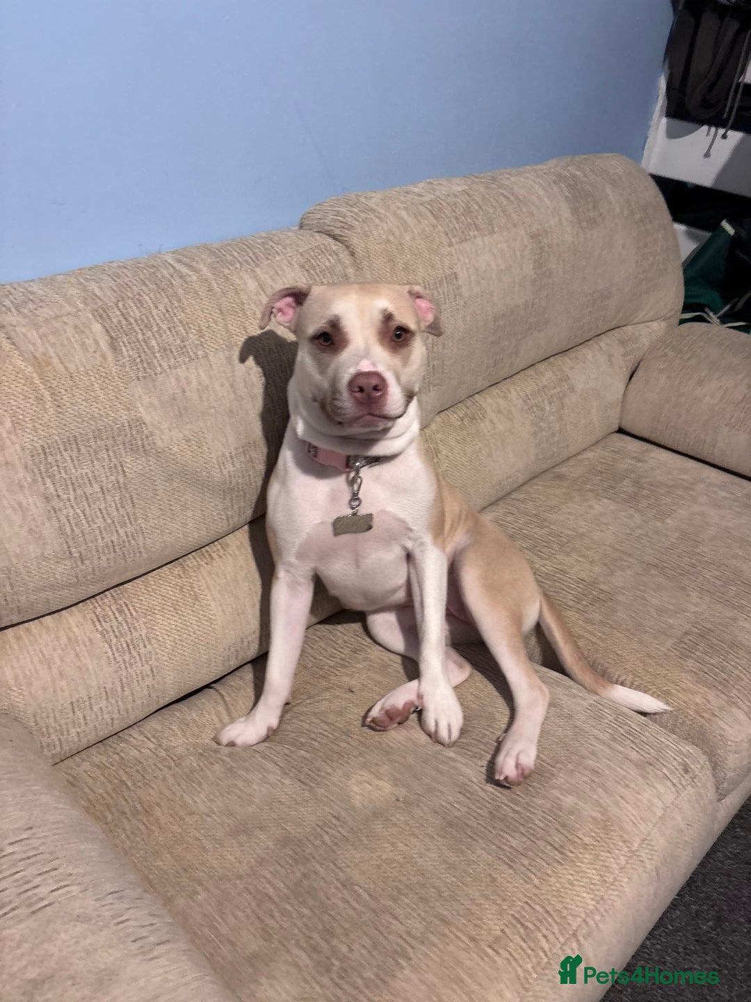 Mixed Breed dogs for sale: New Home ASAP - Advert 10