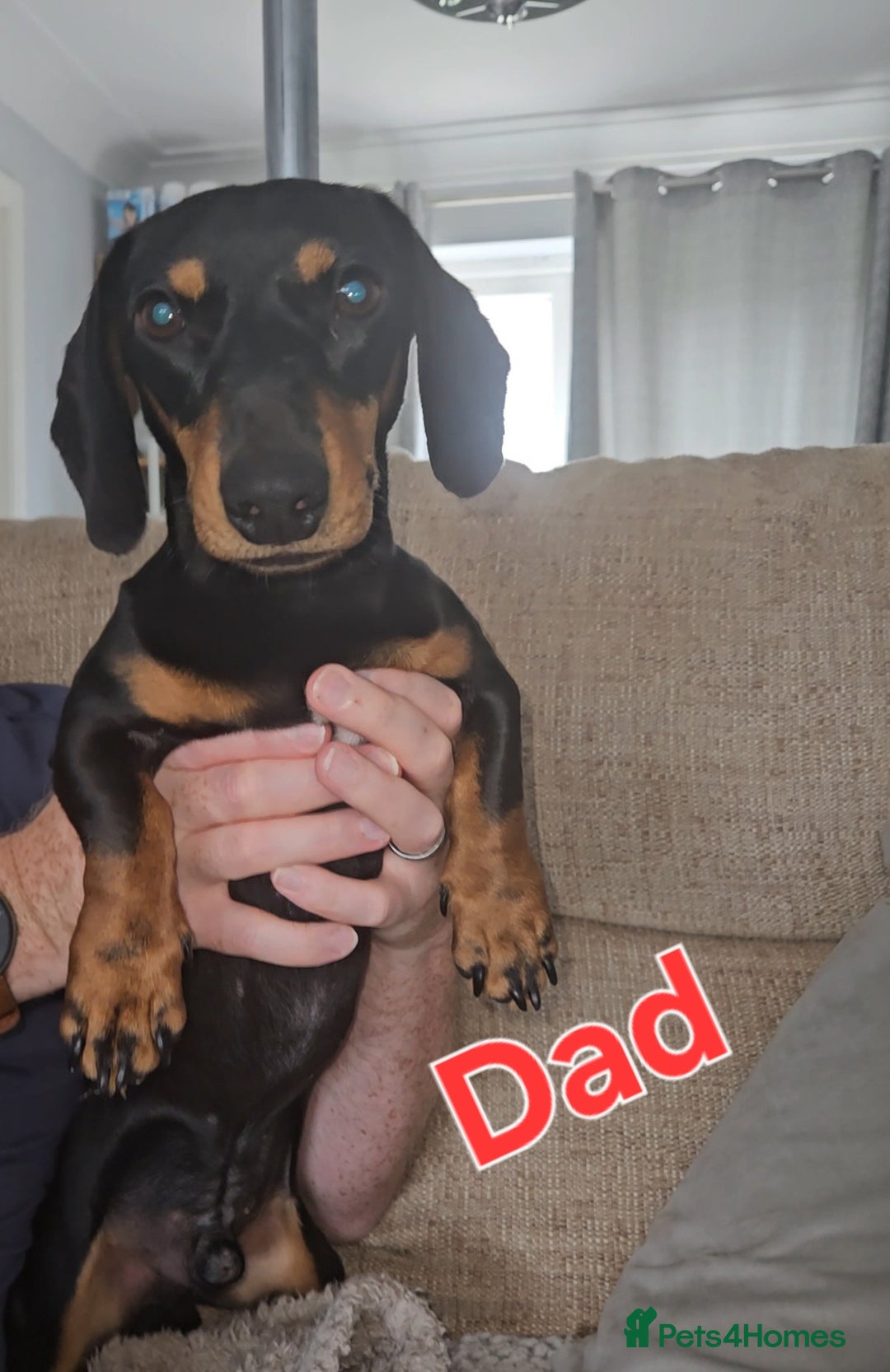 Miniature Dachshund dogs for sale: 4 week old Miniature Dachshunds - Image 13