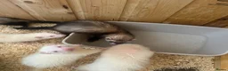 Ferret rodents for sale: Ferret kits  - Advert 3