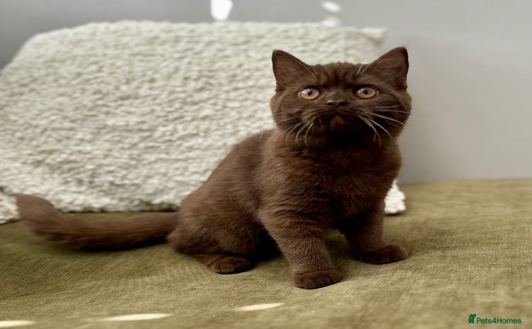 British Shorthair cats - Advert 3
